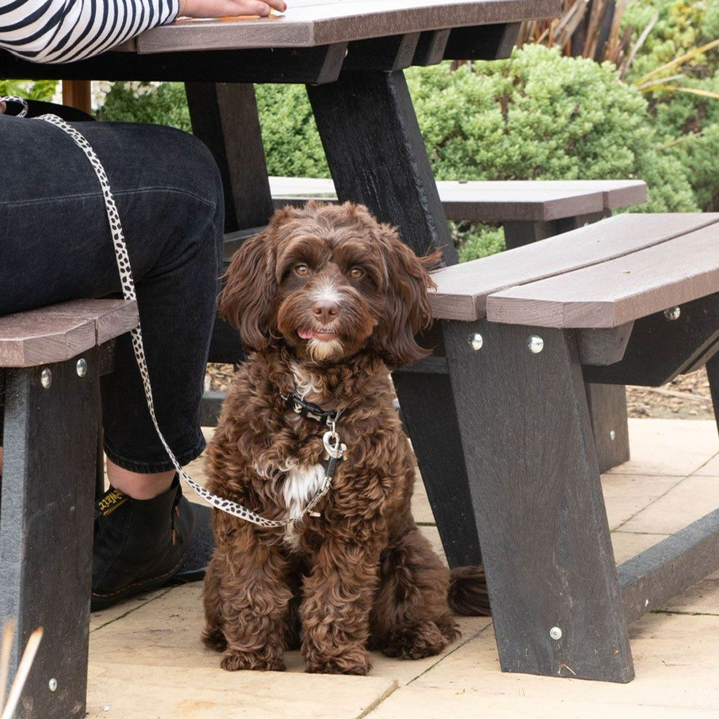 Your local dog friendly pub in Uttoxeter
